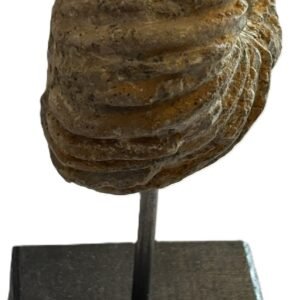 ammonite stand 3.4