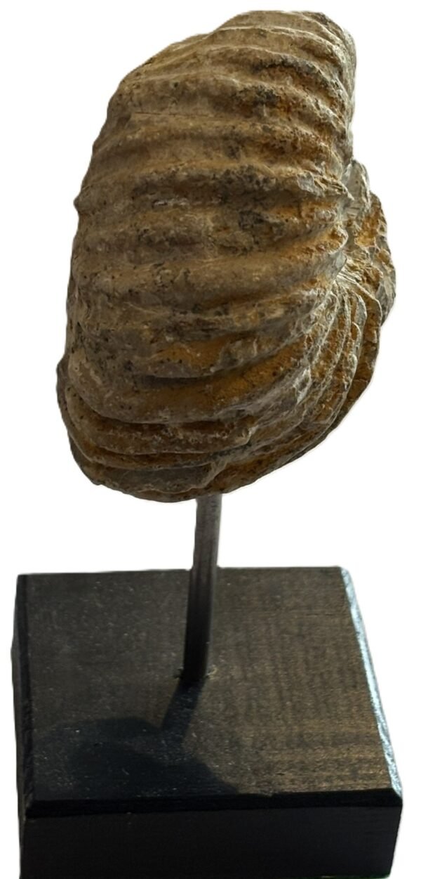 ammonite stand 3.4