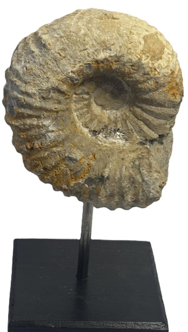 ammonite stand 4.2