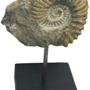 ammonite stand 5.1