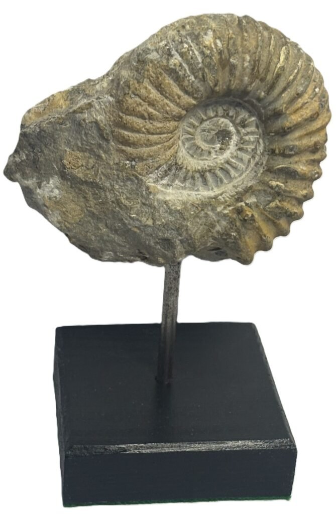 ammonite stand 5.1 - Sians Emporium ammonite stand 5.1