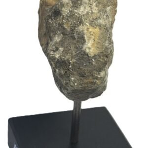 ammonite stand 5.2