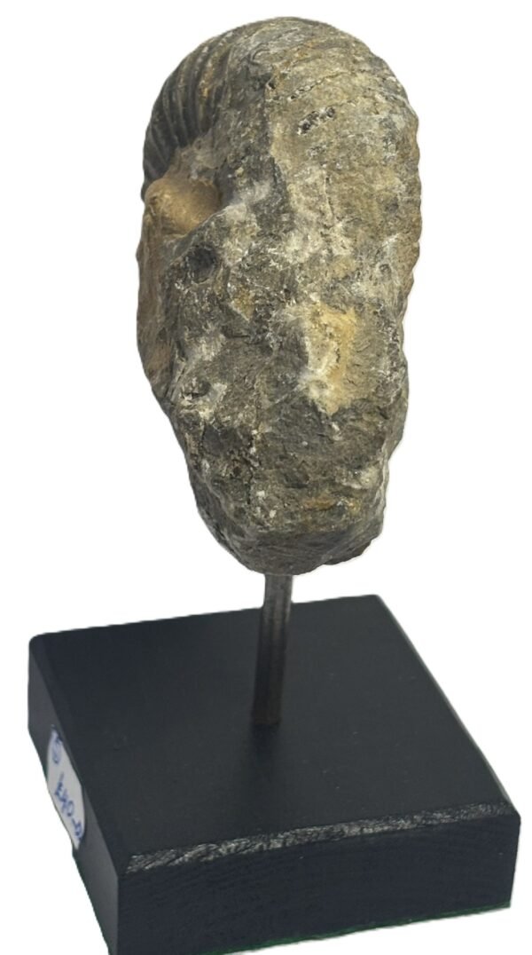 ammonite stand 5.2