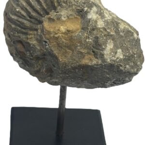 ammonite stand 5.3