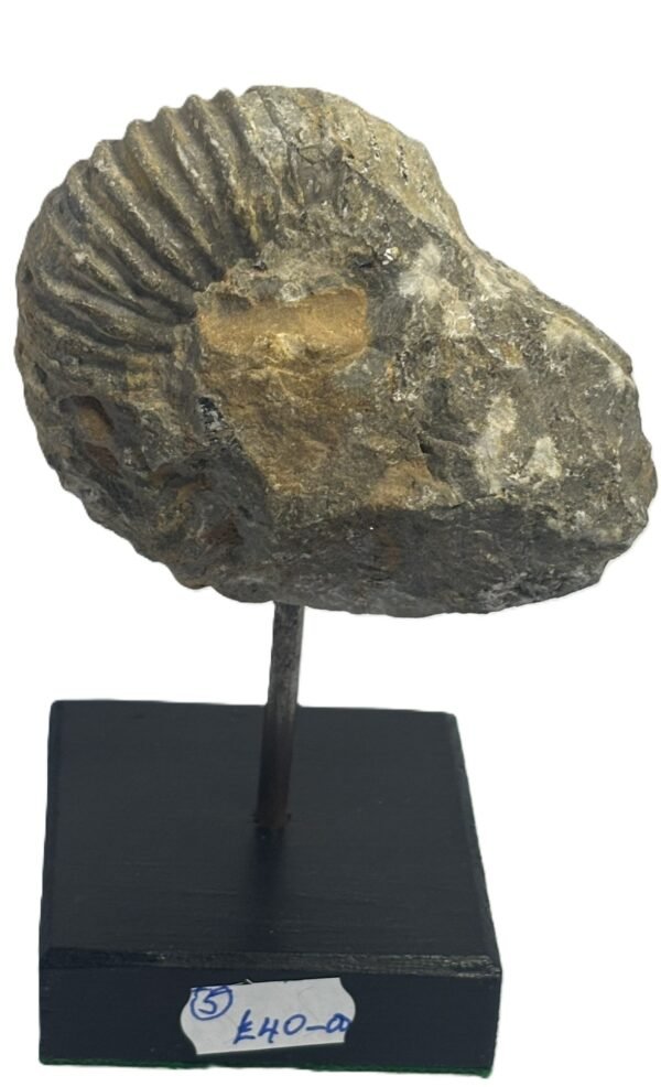 ammonite stand 5.3