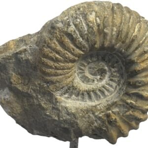 ammonite stand 5.4
