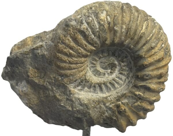 ammonite stand 5.4
