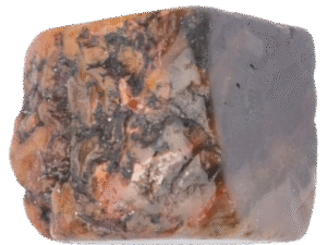 coprolite specimen