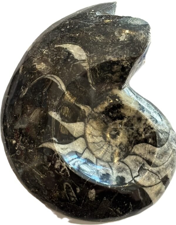 goniate 11 - Sians Emporium goniatite 11