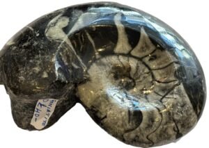 goniatite 12 - Sians Emporium goniatite 12