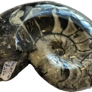 goniatite 12 - Sians Emporium goniatite 12