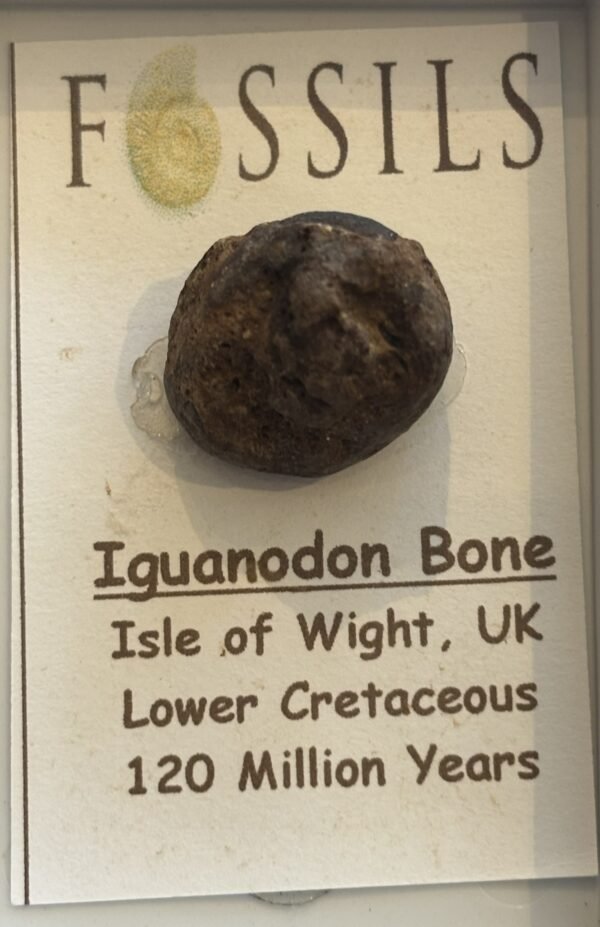 iguanodon 3.1 - Sians Emporium iguanodon 3.1