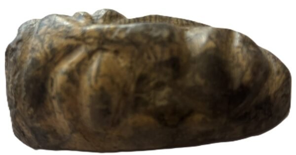 mastodon face d.4