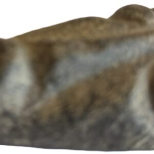 mastodon face a.2