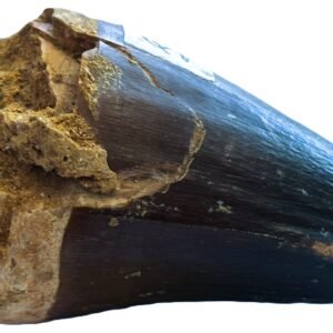 mosasaur tooth 1
