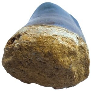 mosasaur tooth 1.2