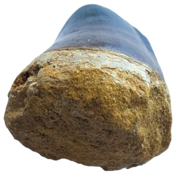 mosasaur tooth 1.2