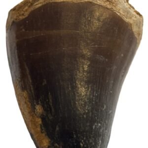 mosasaur tooth 1.3