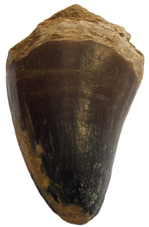 mosasaur tooth 1.3