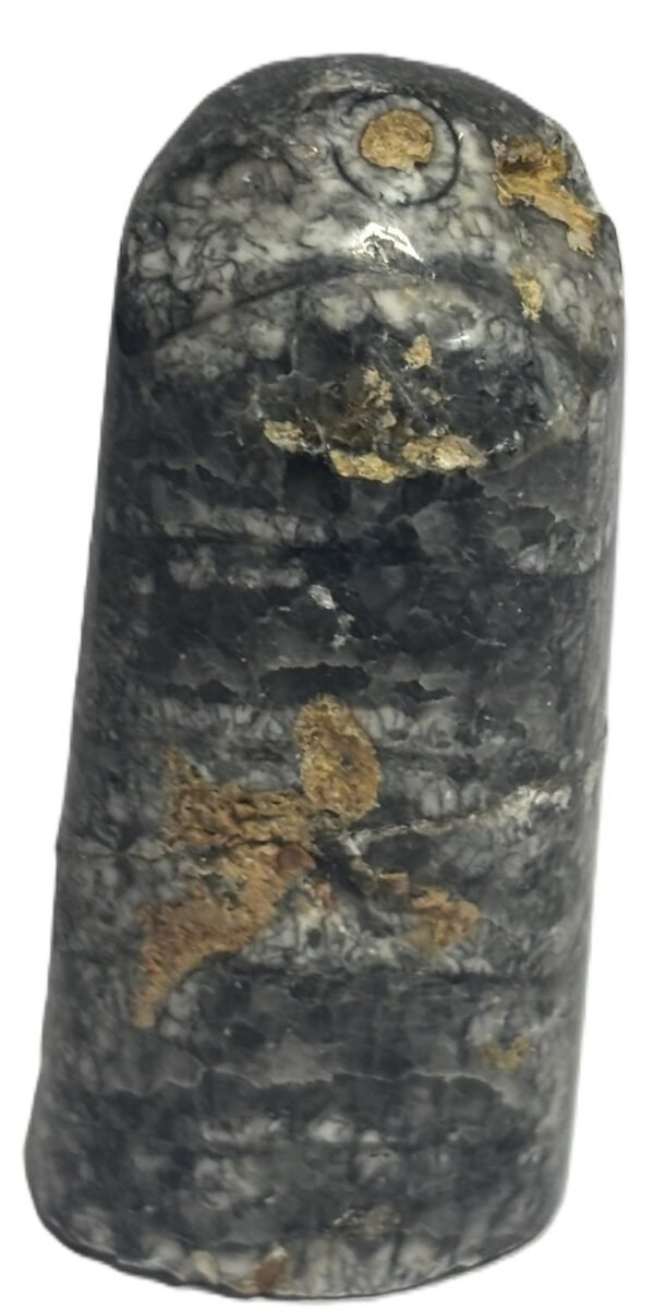 Orthoceras tail 7.2 - Sians Emporium Orthoceras tail 7.2