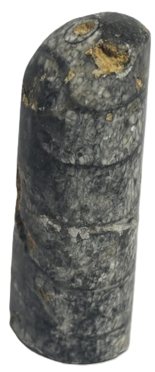 Orthoceras tail 7.4 - Sians Emporium Orthoceras tail 7.4