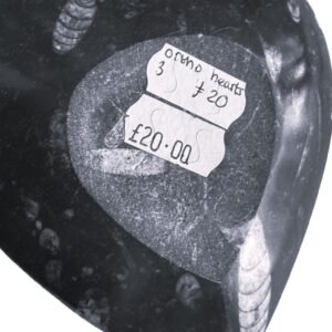 Orthoceras 3.2