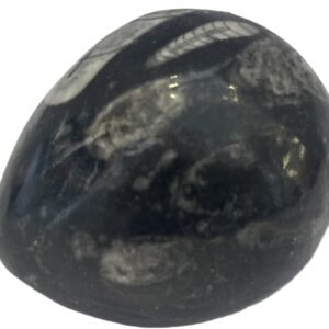 Orthoceras egg 1.1 - Sians Emporium Orthoceras egg 1.1