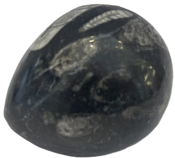 Orthoceras egg 1.1 - Sians Emporium Orthoceras egg 1.1