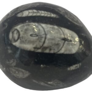 Orthoceras egg 1.2 - Sians Emporium Orthoceras egg 1.2