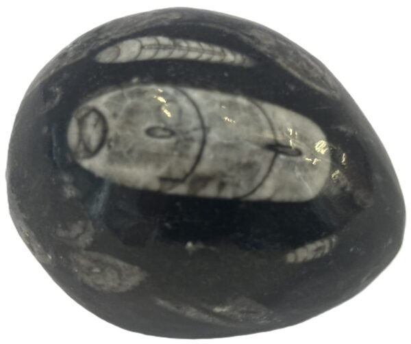 Orthoceras egg 1.2 - Sians Emporium Orthoceras egg 1.2