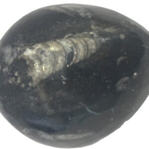 Orthoceras egg 1.3 - Sians Emporium Orthoceras egg 1.3