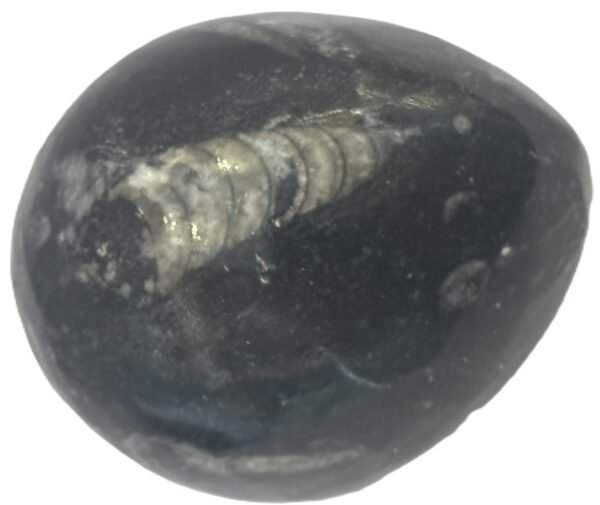 Orthoceras egg 1.3 - Sians Emporium Orthoceras egg 1.3