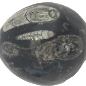 Orthoceras egg 1.4