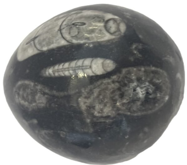 Orthoceras egg 1.4 - Sians Emporium Orthoceras egg 1.4