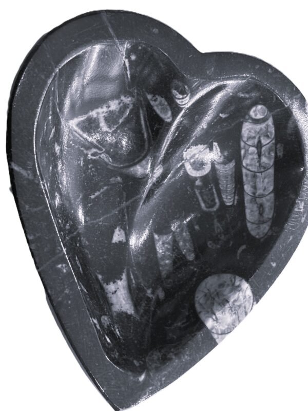 Orthoceras heart 21