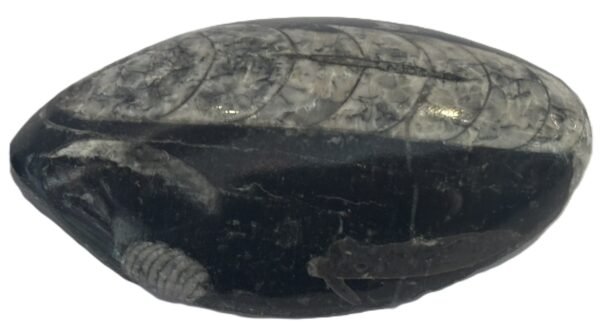 Orthoceras pebble 1.1 - Sians Emporium Orthoceras pebble 1.1