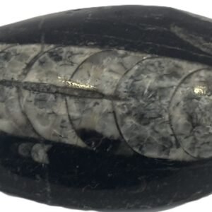Orthoceras pebble 1.2 - Sians Emporium Orthoceras pebble 1.2