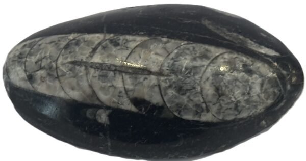 Orthoceras pebble 1.2 - Sians Emporium Orthoceras pebble 1.2