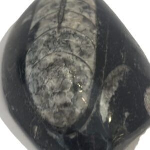 Orthoceras pebble 1.3 - Sians Emporium Orthoceras pebble 1.3