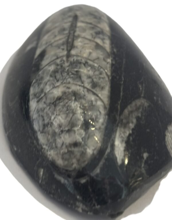 Orthoceras pebble 1.3 - Sians Emporium Orthoceras pebble 1.3