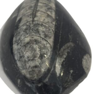 Orthoceras pebble 1.4 - Sians Emporium Orthoceras pebble 1.4