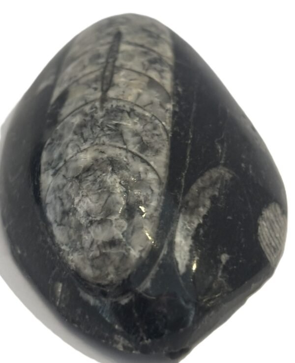 Orthoceras pebble 1.4 - Sians Emporium Orthoceras pebble 1.4