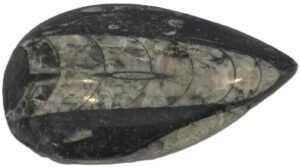 orthoceras 