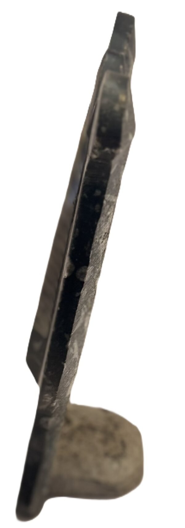 orthoceras sheikd