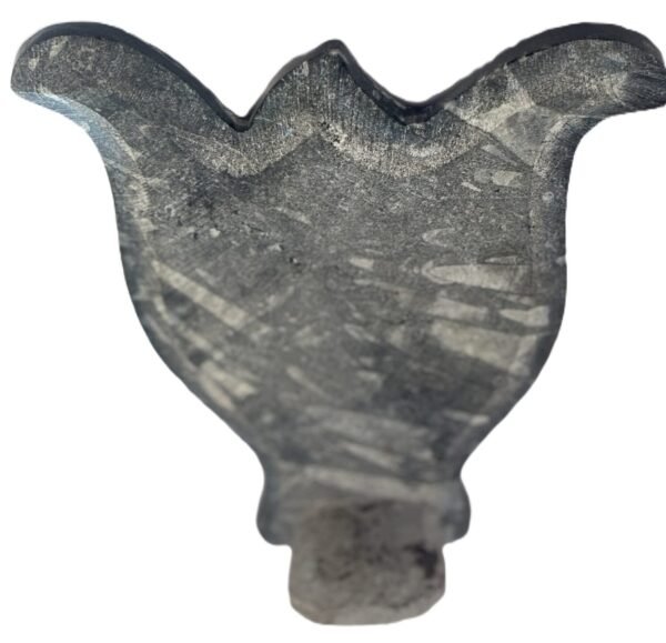 orthoceras sheikd