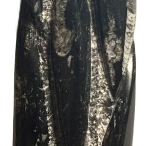 orthoceras statue 12