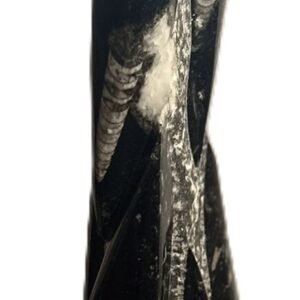 orthoceras statue 13 - Sians Emporium orthoceras statue 13