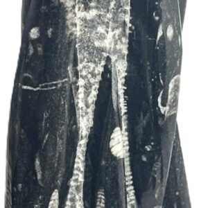 orthoceras statue 21 - Sians Emporium orthoceras statue 21