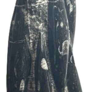 orthoceras statue 24 - Sians Emporium orthoceras statue 24