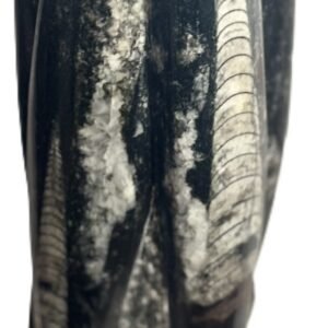 orthoceras statue a1